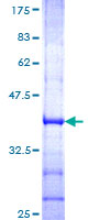 GRIA1 / GLUR1 Protein - 12.5% SDS-PAGE Stained with Coomassie Blue.