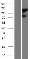 GRIA2 / GLUR2 Protein - Western validation with an anti-DDK antibody * L: Control HEK293 lysate R: Over-expression lysate