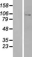 GRIA3 / GLUR3 Protein - Western validation with an anti-DDK antibody * L: Control HEK293 lysate R: Over-expression lysate