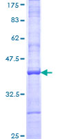 GRIA3 / GLUR3 Protein - 12.5% SDS-PAGE Stained with Coomassie Blue.