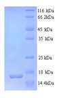 GRIA3 / GLUR3 Protein