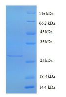 GRIA3 / GLUR3 Protein