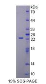 GRIA3 / GLUR3 Protein - Recombinant Glutamate Receptor, Ionotropic, AMPA 3 (GRIA3) by SDS-PAGE