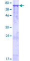 GRIA4 / GLUR4 Protein - 12.5% SDS-PAGE of human GRIA4 stained with Coomassie Blue