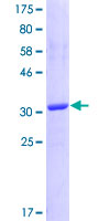 GRID1 Protein - 12.5% SDS-PAGE Stained with Coomassie Blue.