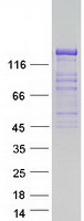GRID2IP Protein - Purified recombinant protein GRID2IP was analyzed by SDS-PAGE gel and Coomassie Blue Staining