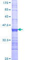 GRIK1 / GLUR5 Protein - 12.5% SDS-PAGE Stained with Coomassie Blue.