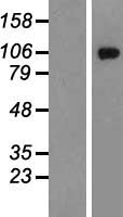 GRIK2 / GLUR6 Protein - Western validation with an anti-DDK antibody * L: Control HEK293 lysate R: Over-expression lysate