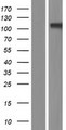 GRIK3 / GLUR7 Protein - Western validation with an anti-DDK antibody * L: Control HEK293 lysate R: Over-expression lysate