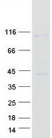 GRIN1 / NMDAR1 Protein - Purified recombinant protein GRIN1 was analyzed by SDS-PAGE gel and Coomassie Blue Staining