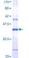 GRIN2B / NMDAR2B / NR2B Protein - 12.5% SDS-PAGE Stained with Coomassie Blue.
