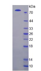 GRIN2B / NMDAR2B / NR2B Protein - Recombinant  Glutamate Receptor, Ionotropic, N-Methyl-D-Aspartate 2B By SDS-PAGE