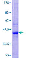 GRIN2C / NMDAR2C / NR2C Protein - 12.5% SDS-PAGE of human GRIN2C stained with Coomassie Blue