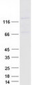GRIN3A / NR3A Protein - Purified recombinant protein GRIN3A was analyzed by SDS-PAGE gel and Coomassie Blue Staining