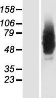 GRINA Protein - Western validation with an anti-DDK antibody * L: Control HEK293 lysate R: Over-expression lysate