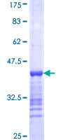 GRIP1 Protein - 12.5% SDS-PAGE Stained with Coomassie Blue.