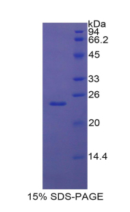 GRIP1 Protein - Recombinant Glutamate Receptor Interacting Protein 1 By SDS-PAGE