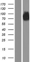 GRIPAP1 / GRASP1 Protein - Western validation with an anti-DDK antibody * L: Control HEK293 lysate R: Over-expression lysate