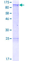 GRIPAP1 / GRASP1 Protein - 12.5% SDS-PAGE of human GRIPAP1 stained with Coomassie Blue