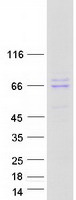 GRK4 Protein - Purified recombinant protein GRK4 was analyzed by SDS-PAGE gel and Coomassie Blue Staining