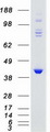 GRK5 Protein - Purified recombinant protein GRK5 was analyzed by SDS-PAGE gel and Coomassie Blue Staining