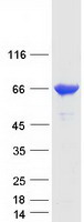 GRK6 Protein - Purified recombinant protein GRK6 was analyzed by SDS-PAGE gel and Coomassie Blue Staining