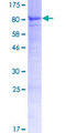 GRK7 / GPRK7 Protein - 12.5% SDS-PAGE of human GRK7 stained with Coomassie Blue