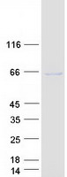 GRK7 / GPRK7 Protein - Purified recombinant protein GRK7 was analyzed by SDS-PAGE gel and Coomassie Blue Staining