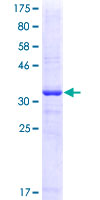 GRM1 / MGLUR1 Protein - 12.5% SDS-PAGE Stained with Coomassie Blue.