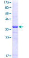 GRM1 / MGLUR1 Protein - 12.5% SDS-PAGE Stained with Coomassie Blue.