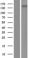 GRM5 / MGLUR5 Protein - Western validation with an anti-DDK antibody * L: Control HEK293 lysate R: Over-expression lysate