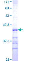 GRM5 / MGLUR5 Protein - 12.5% SDS-PAGE Stained with Coomassie Blue.