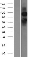 GRM6 / MGLUR6 Protein - Western validation with an anti-DDK antibody * L: Control HEK293 lysate R: Over-expression lysate