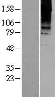 GRM8 / MGLUR8 Protein - Western validation with an anti-DDK antibody * L: Control HEK293 lysate R: Over-expression lysate