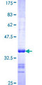 GRM8 / MGLUR8 Protein - 12.5% SDS-PAGE Stained with Coomassie Blue.