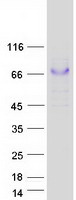GRN / Granulin Protein - Purified recombinant protein GRN was analyzed by SDS-PAGE gel and Coomassie Blue Staining