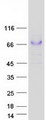 GRN / Granulin Protein - Purified recombinant protein GRN was analyzed by SDS-PAGE gel and Coomassie Blue Staining
