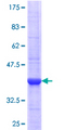 GRPEL1 Protein - 12.5% SDS-PAGE Stained with Coomassie Blue.