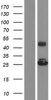 GRPEL2 Protein - Western validation with an anti-DDK antibody * L: Control HEK293 lysate R: Over-expression lysate