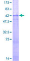 GRPR Protein - 12.5% SDS-PAGE of human GRPR stained with Coomassie Blue