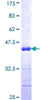 GRSF1 Protein - 12.5% SDS-PAGE Stained with Coomassie Blue.