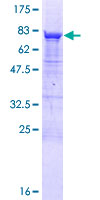 GRWD1 Protein - 12.5% SDS-PAGE of human GRWD1 stained with Coomassie Blue