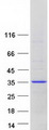 GS28 / GOSR1 / p28 Protein - Purified recombinant protein GOSR1 was analyzed by SDS-PAGE gel and Coomassie Blue Staining