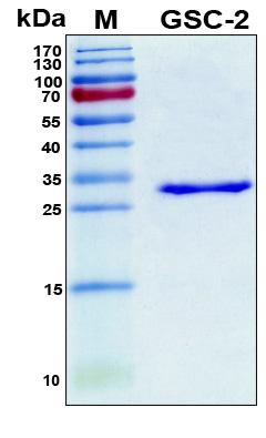 GSCL / GSC2 Protein