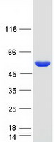GSDMA Protein - Purified recombinant protein GSDMA was analyzed by SDS-PAGE gel and Coomassie Blue Staining