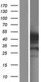 GSDMB / Gasdermin-Like Protein - Western validation with an anti-DDK antibody * L: Control HEK293 lysate R: Over-expression lysate