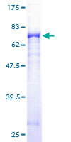 GSDMB / Gasdermin-Like Protein - 12.5% SDS-PAGE of human GSDML stained with Coomassie Blue