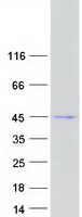 GSDMB / Gasdermin-Like Protein - Purified recombinant protein GSDMB was analyzed by SDS-PAGE gel and Coomassie Blue Staining