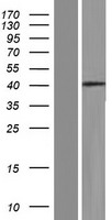 GSG1 Protein - Western validation with an anti-DDK antibody * L: Control HEK293 lysate R: Over-expression lysate