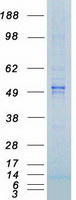 GSK3A / GSK3 Alpha Protein - Purified recombinant protein GSK3A was analyzed by SDS-PAGE gel and Coomassie Blue Staining